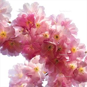 تصویر با کیفیت شکوفه های صورتی درخت